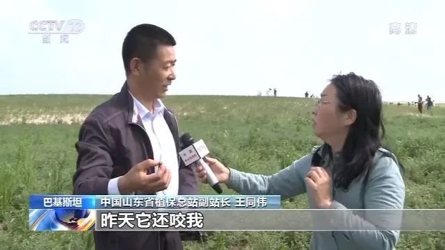 考察了巴基斯坦蝗災區后，中國工作組：情況比預想還嚴重