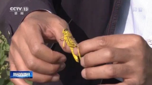 考察了巴基斯坦蝗災區后，中國工作組：情況比預想還嚴重